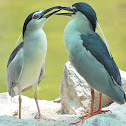 Night Herons