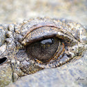 American Crocodile