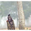 Common Cuckoo