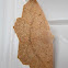 Omnivorous Looper moth with eggs