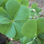 4 leaf clover