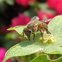 Honey bee