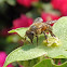 Honey bee