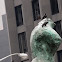 Rock Pigeon