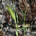 False Barley