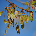Elm tree