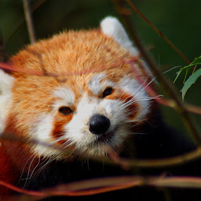 by JenWil   - Animals Other Mammals