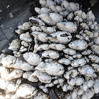 Gooseneck barnacle