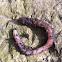 Earthworm