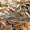 Eastern Glass Lizard