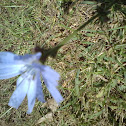 blue flower