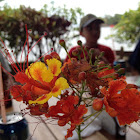 Peacock Flower