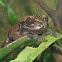 Coronated Tree Frog