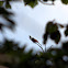 Three-wattled Bellbird