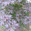 Dwarf Japanese Maple Tree