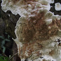 Fungi