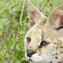Serval