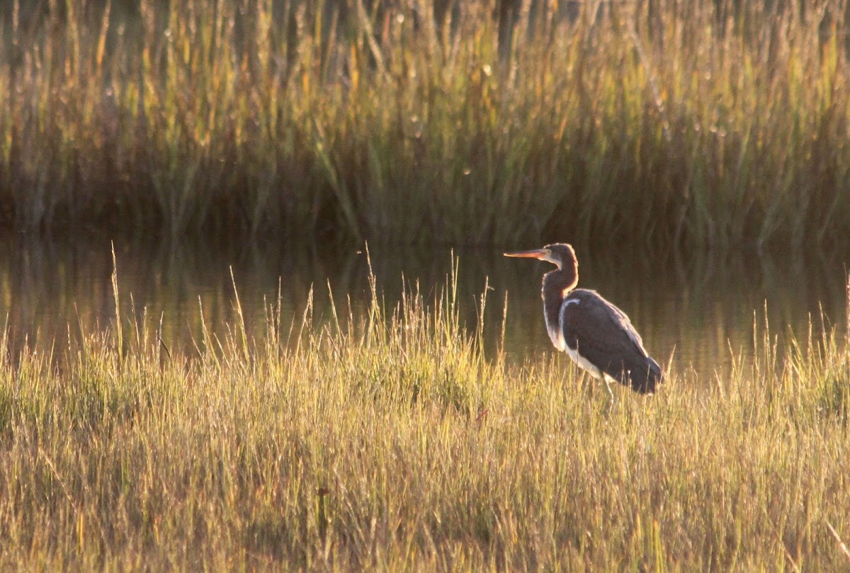 Tri-colored Heron