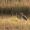 Tri-colored Heron