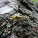 Rusty Tussock Moth