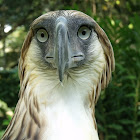 Philippine Eagle