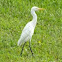 Cattle Egret 
