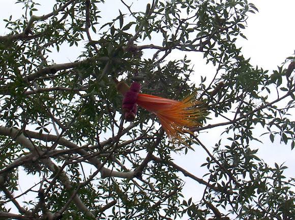 Spotting Image 1