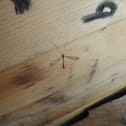 Crane Fly