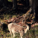 Fallow Deer