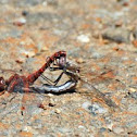 Dragonflies