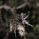 Silybum marianum