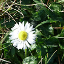 daisy