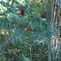Smooth Sumac
