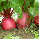 Carrot (red skin)