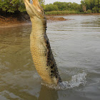 Saltwater Crocodile
