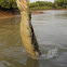 Saltwater Crocodile