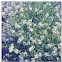 White rock flower...?