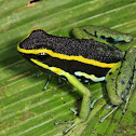 Three-striped Poison Dart Frog