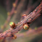 Larch shoots