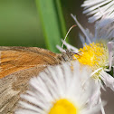 Common Heath/Prairie Ringlet