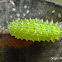Lime coloured caterpillar