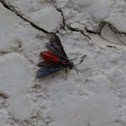 Poison Ivy Sawfly