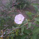 Morning Glory