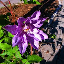 Clematis "Proteus"