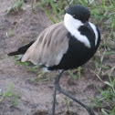 Blacksmith Lapwing 