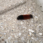 Caterpillar