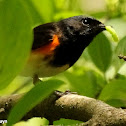 American redstart