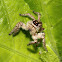 Jumping Spider