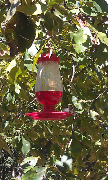 Spotting Image 1