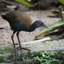 Slaty-breasted Wood Rail